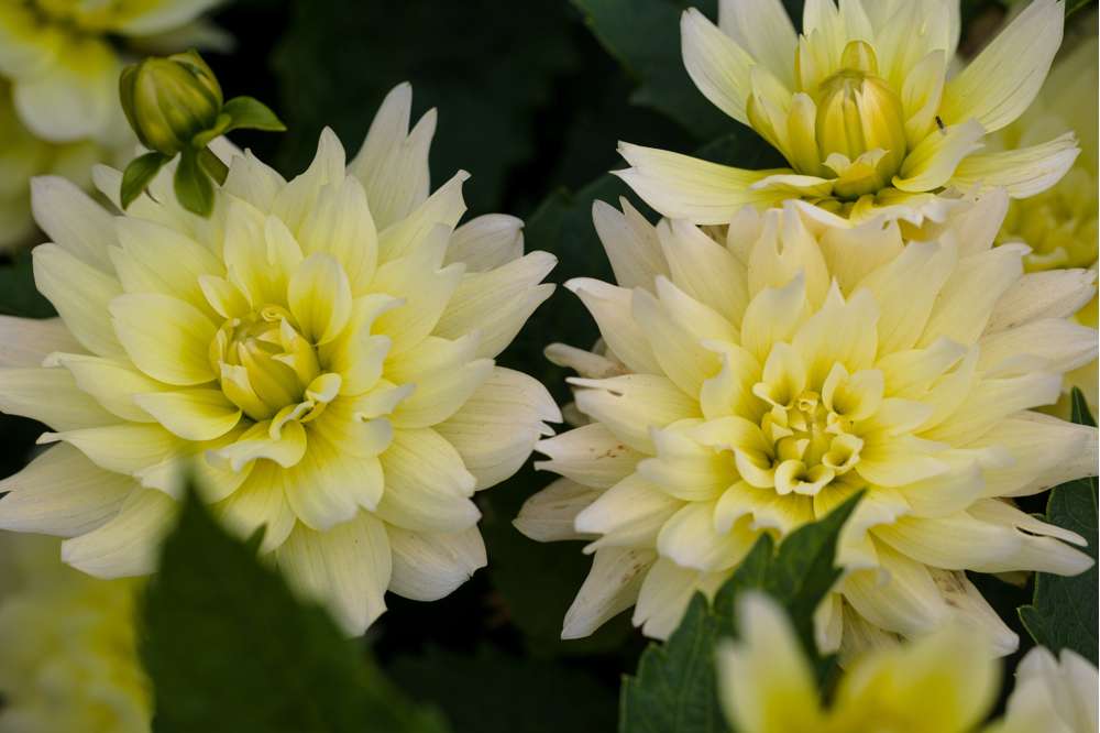 Dahlia 'Berliner Lemon'